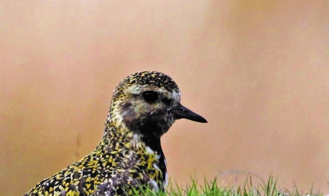 Image of golden plover © Margaret Holland