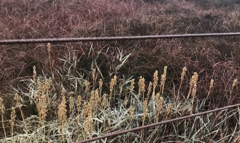 Last summer's bog asphodel turning pale with autumn.