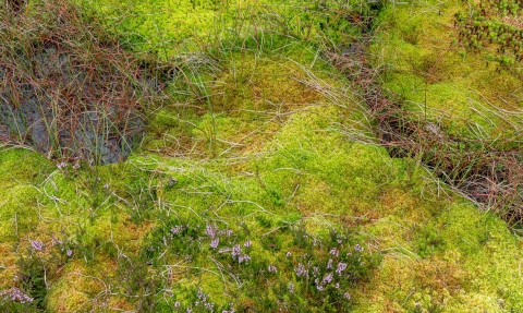 Carpet of sphagnum moss with cottongrass and heather.