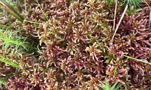 Closeup of Sphagnum russowii with Polytrichum mosses