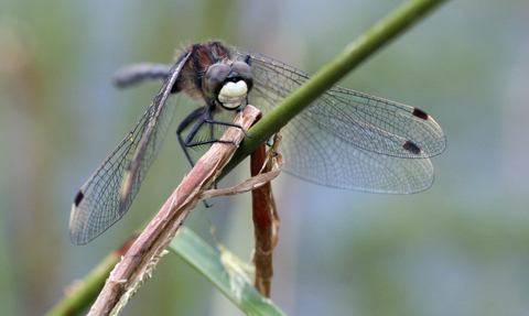 A male white-faced darter dragonfly perched on a grass stem, displaying the distinctive creamy face-plate