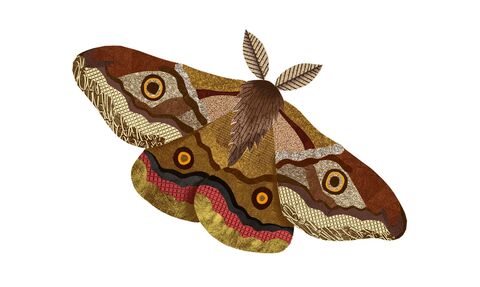 An artistic illustration of a moth with intricately patterned wings in shades of brown, gold, and tan.