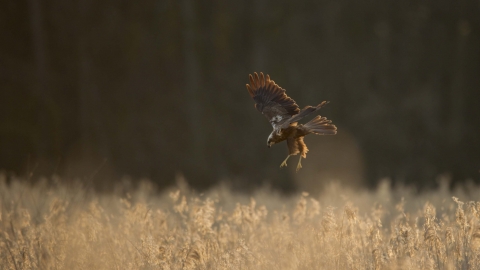 Female marsh harrier