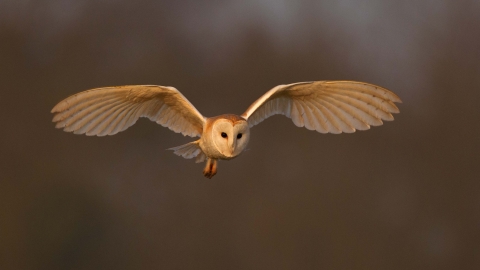 Barn owl 