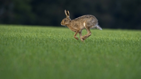 Running brown hare