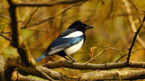 Magpie