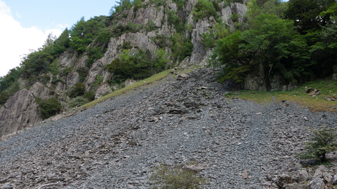 Scree on rocky habitat