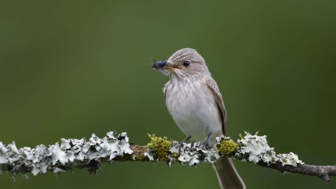 Spotted flycatcher