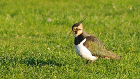 Lapwing