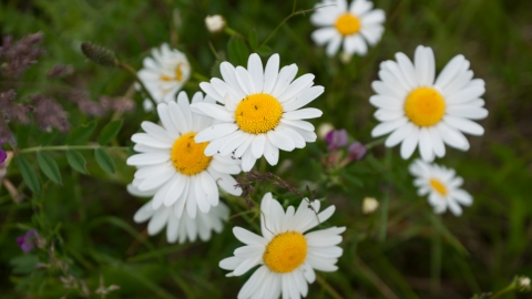 Oxeye Daisy