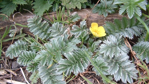 Silverweed