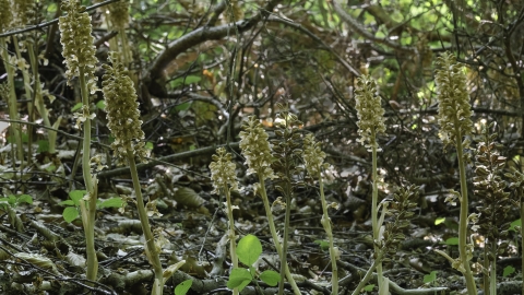 Bird's-nest orchids