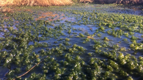 Sphagnum cuspidatum © Matthew Snelling