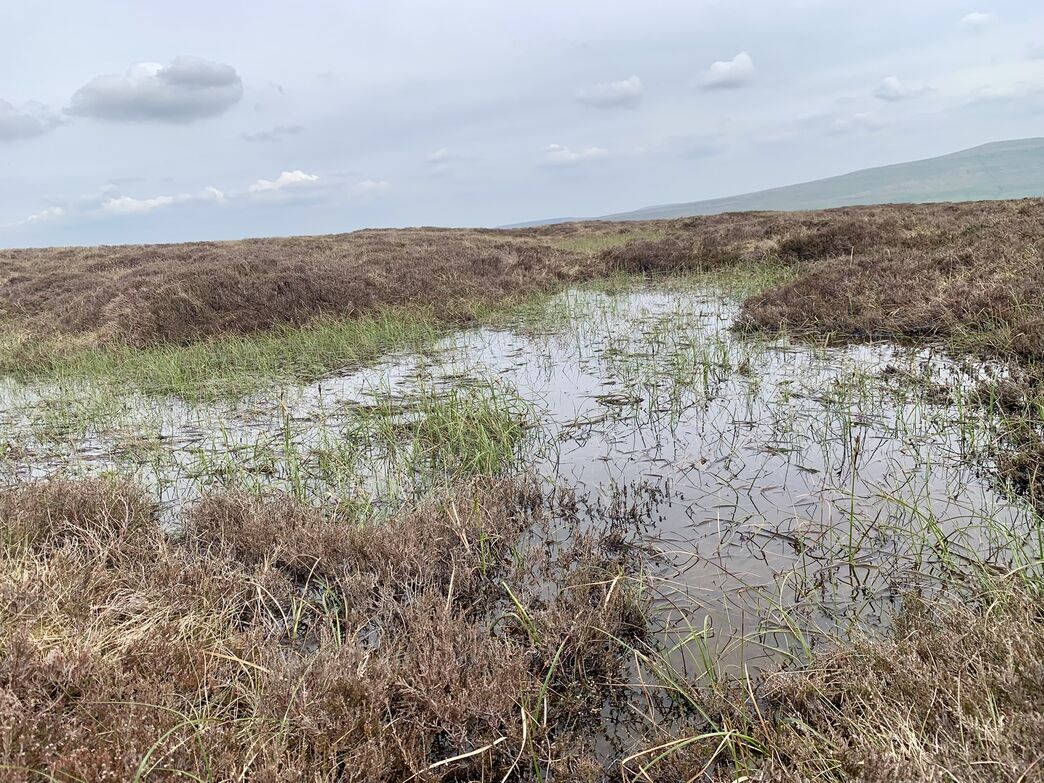 Spring on blanket bog | Yorkshire Peat Partnership
