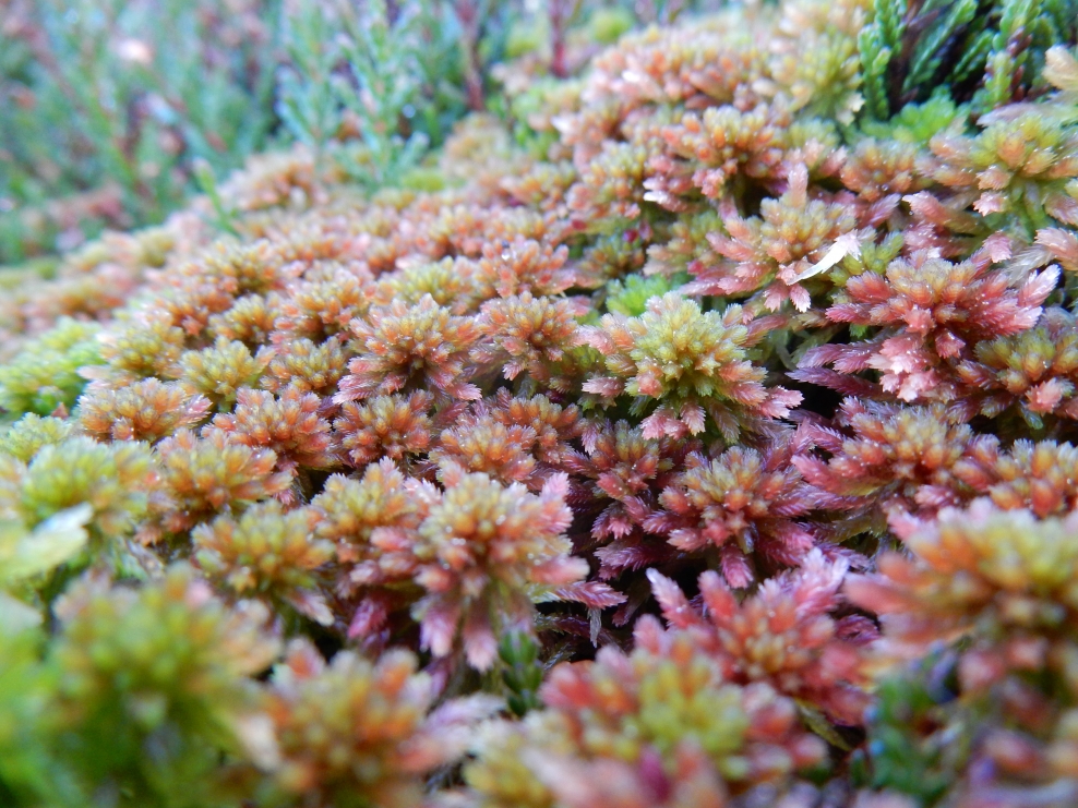 A land of moss | Yorkshire Peat Partnership