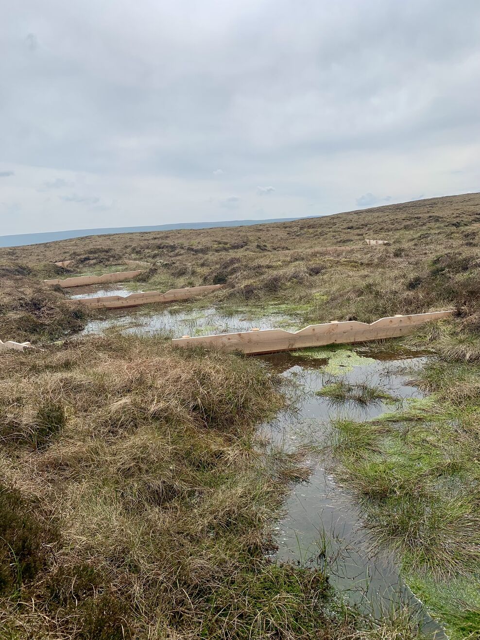 Spring on blanket bog | Yorkshire Peat Partnership