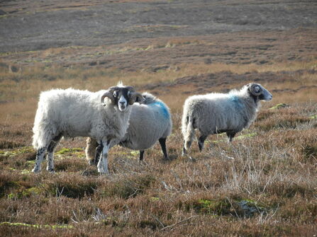 Image of sheep on Bransdale © Les Hughes