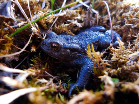 Common toad © Emma Goodyer