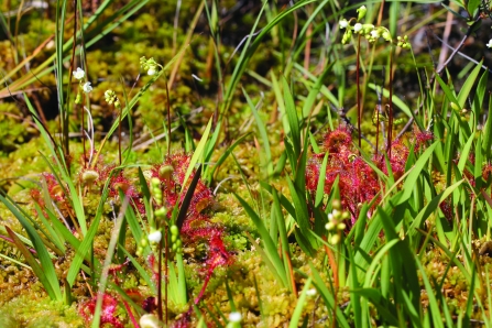 Round-leaved sundew © Jonathan Proud