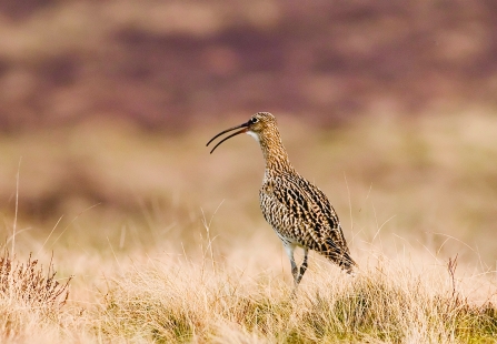 Curlew © Damian Waters