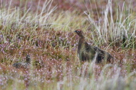 Image of red grouse © Beth Thomas