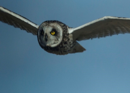 Image of short eared owl © Kevin Tappenden