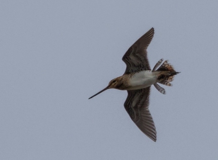 Image of snipe © Kevin Tappenden