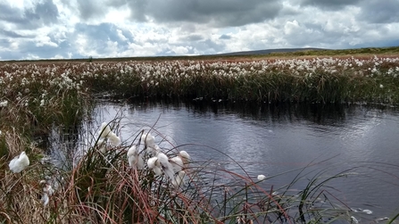 A bog pool at the top of Fleet Moss.