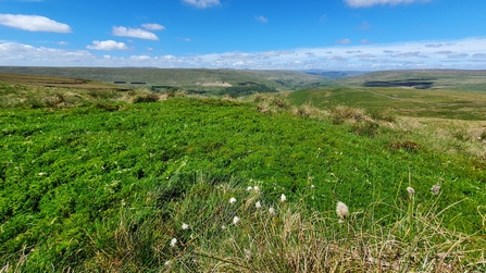 Image of bog pool on Buckden Pike © Beth Thomas