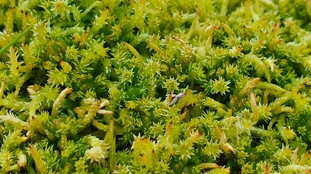 Image of Sphagnum squarrosum - spiky bog moss © Beth Thomas