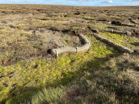 Vegetation recolonising peat behind and between coir bunds.