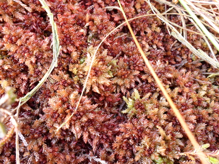 Divine bog moss (Sphagnum divinum)