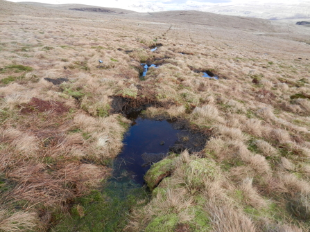 Drainage ditches blocked with peat dams