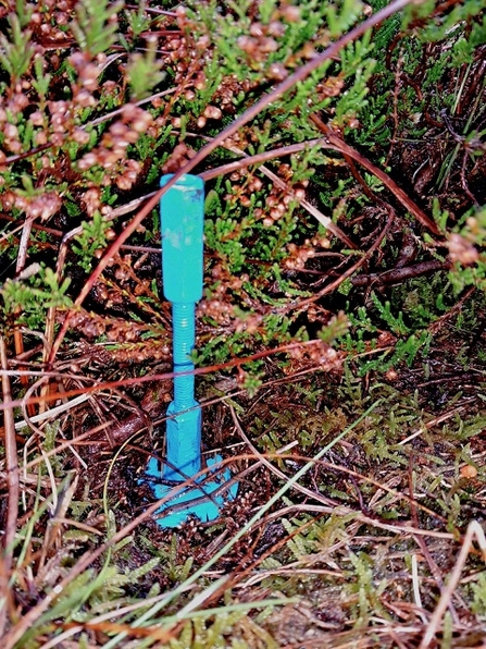 A painted metal rod standing permanently inserted into the peat to measure expansion and contraction of the peat