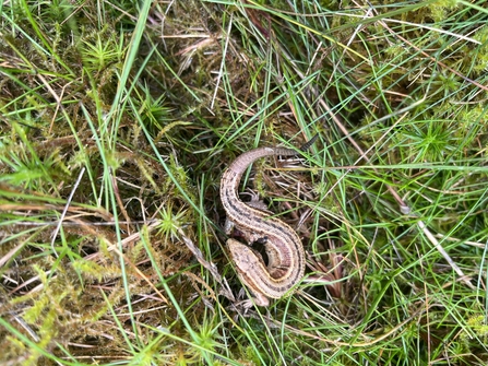 A common lizard nestled in vegetation