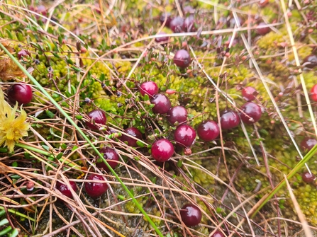 Cranberries nestled amongst bog vegetation