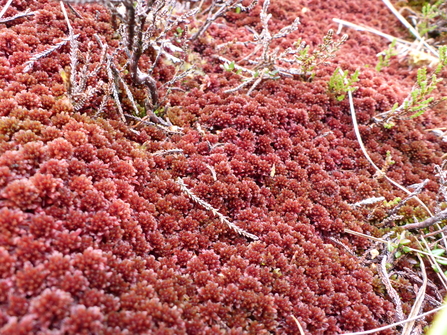 Sphagnum capillifolium. A red carpet of pompom-shaped moss.