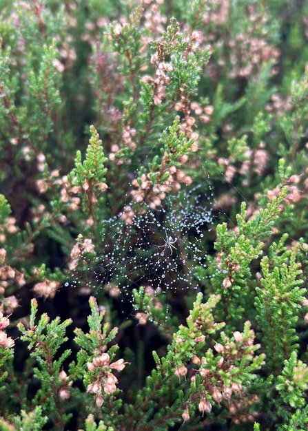 A small spider in its web spun between heather branches