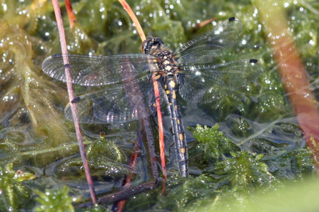 A female white-faced darter dragonfly perched on a grass stem; her body is black and yellow