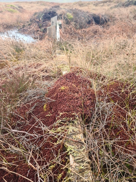 Red coloured sphagnum growing up over a timber dam