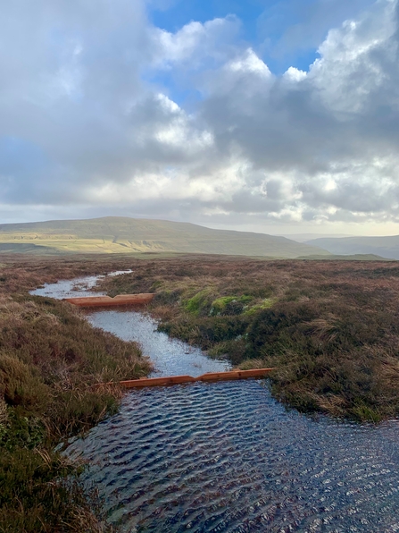 A series of timber dams blocking a gully on blanket bog; the summit of Buckden Pike is in the distance