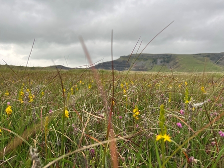 A worm's-eye view of Swarth Moor in bloom