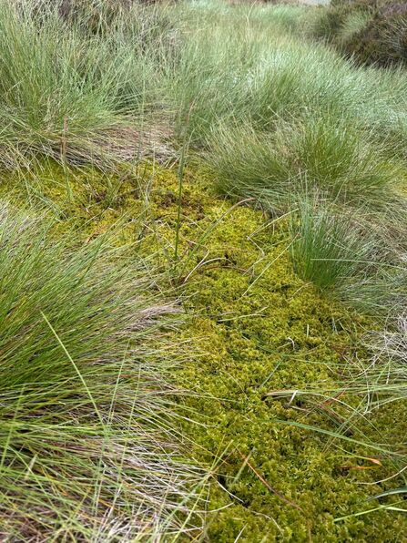 A vegetated gully full of sphagnum and cottongrass.