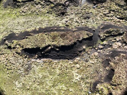 A narrow island of peatland vegetation surrounded by bare peat, photographed from the air