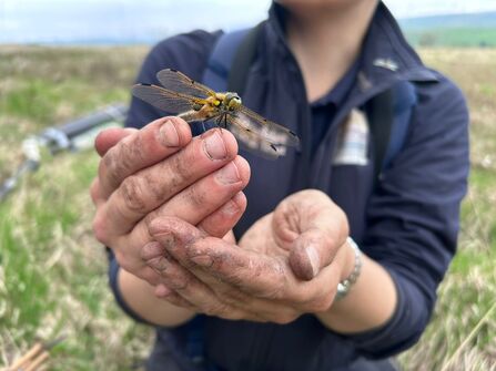 A four spotted chaser dragonfly perched on a human hand