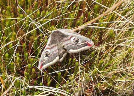 An emperor moth, with "eyes" on its grey wings, perched on moorland