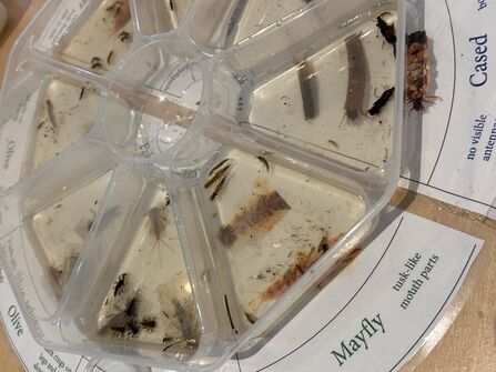 Aquatic invertebrate specimens in a labelled tank