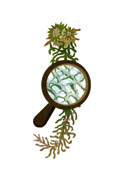 Magnifying glass with textured green and white cellular structure superimposed over a brown and green botanical illustration with small pink berries.