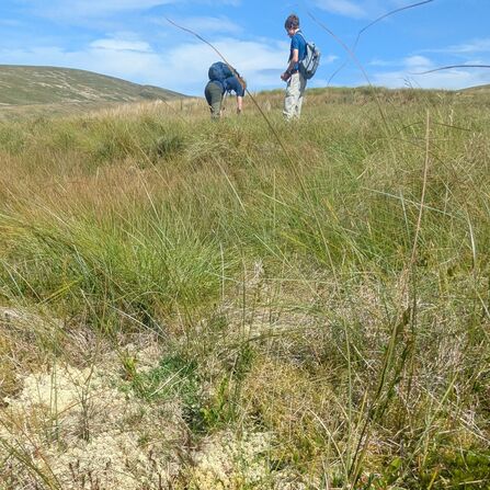 Two adults on sunny moorland examining peatland vegetation