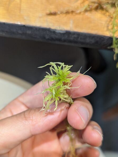 A whispy strand of pale green Sphagnum fallax held between finger